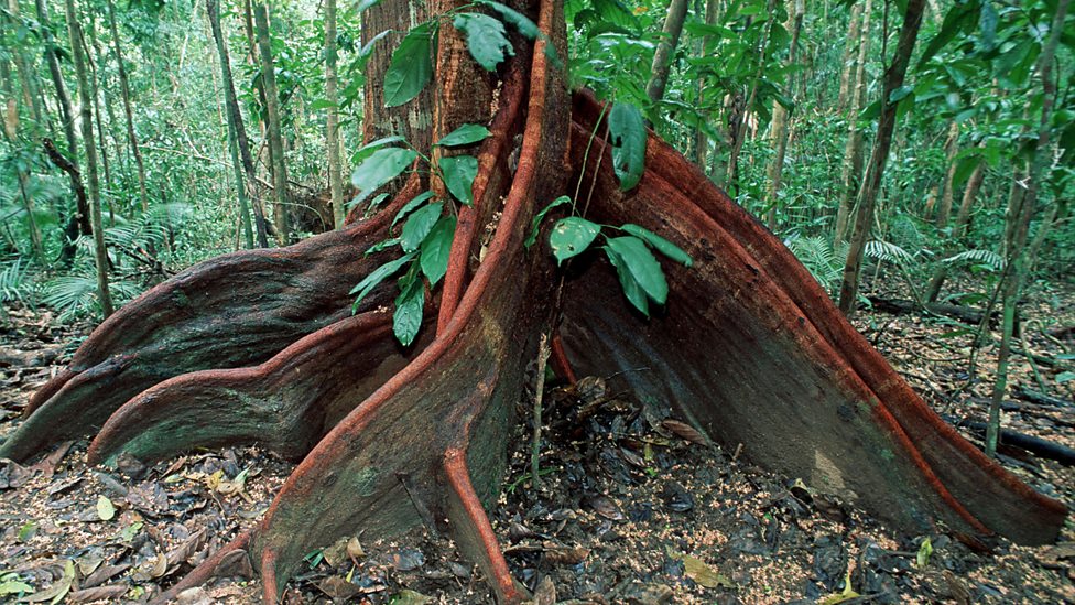 Conditions and vegetation adaptations - Tropical rainforest regions of ...