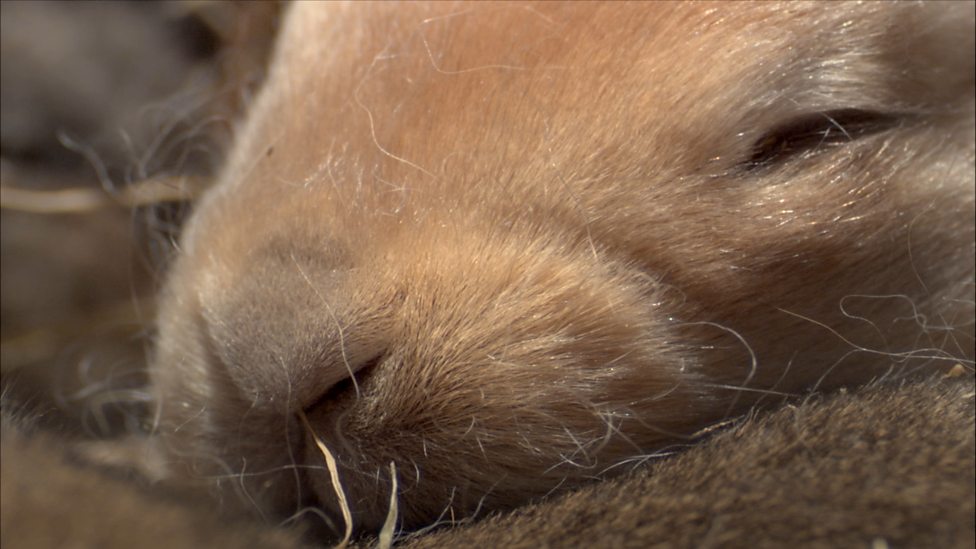 Science KS1 & KS2: The Burrowers - BBC Teach