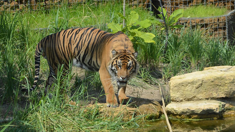 London Zoo names its terrific tiger trio! - BBC Newsround