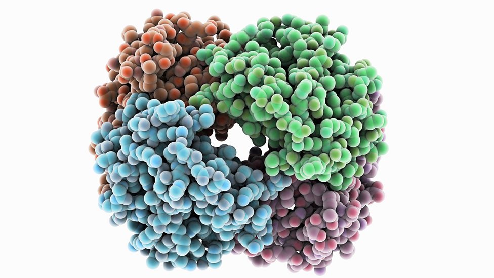 Protein synthesis Gene expression Higher Human Biology Revision BBC Bitesize