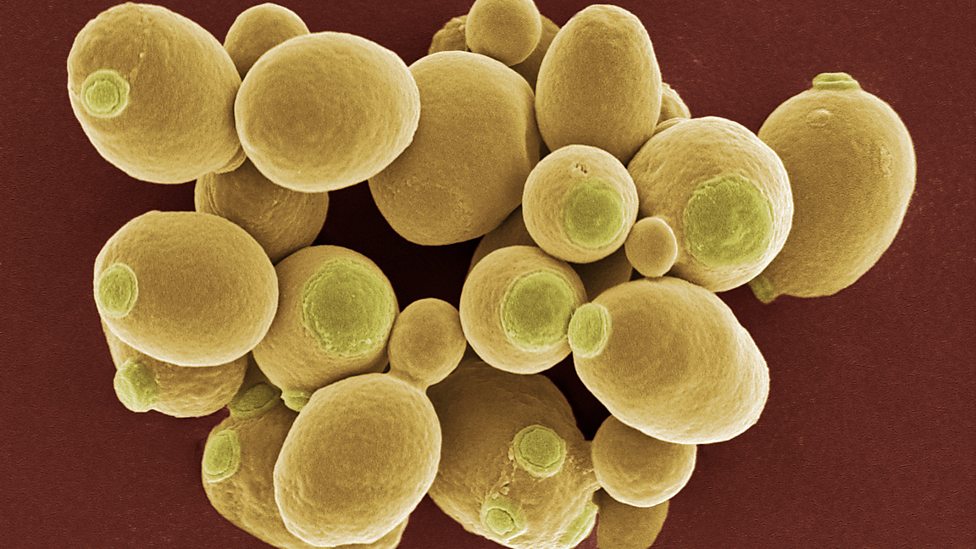 Gas Exchange and Respiration BBC Bitesize