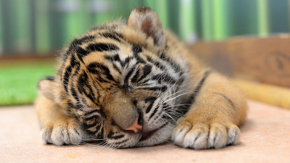 Cute Tiger Cubs Pose For Cameras, Tigers About The House