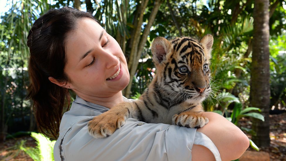 Cute Tiger Cubs Pose For Cameras, Tigers About The House