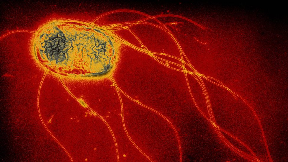 Salmonella Food safety CCEA GCSE Home Economics Food and