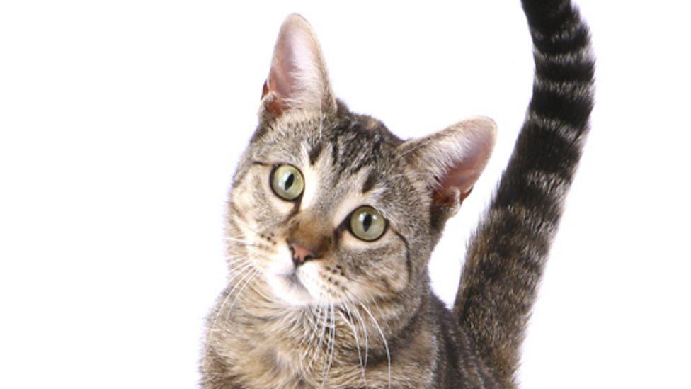 What types of food do carnivores, omnivores and herbivores eat? BBC Bitesize