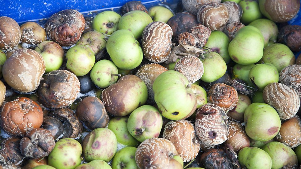 Increasing food sustainability Food security a global concern AQA