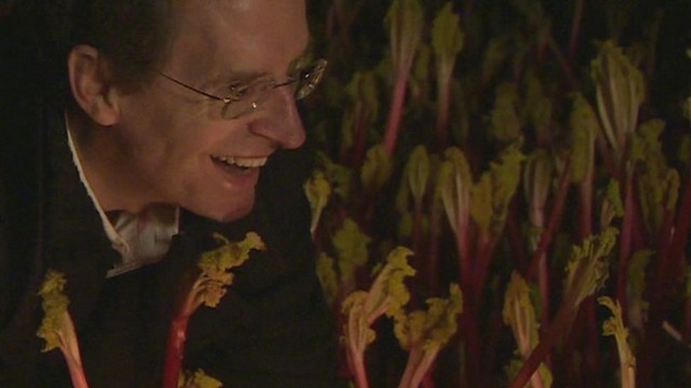 Rhubarb Triangle West Yorkshire What Does Rhubarb Growing Sound Like Cbbc Newsround