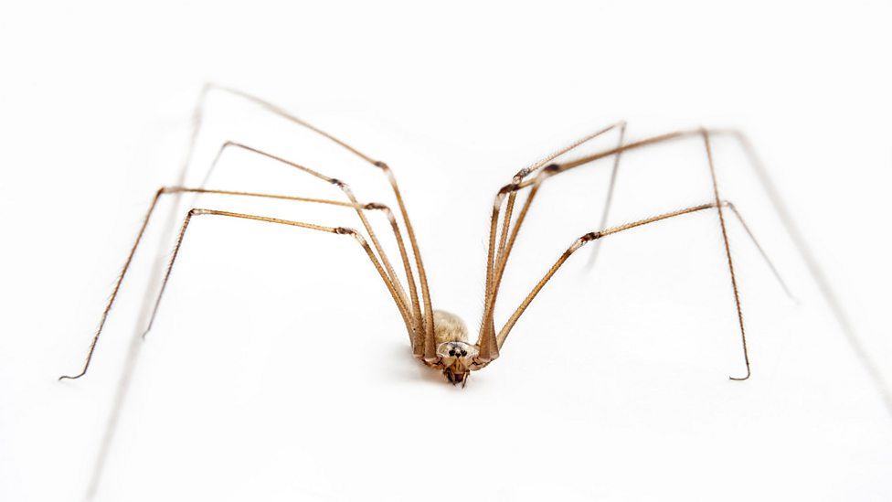 Web Site Hosted By Freeola Com Daddy Long Long Leg Spider Long Legs