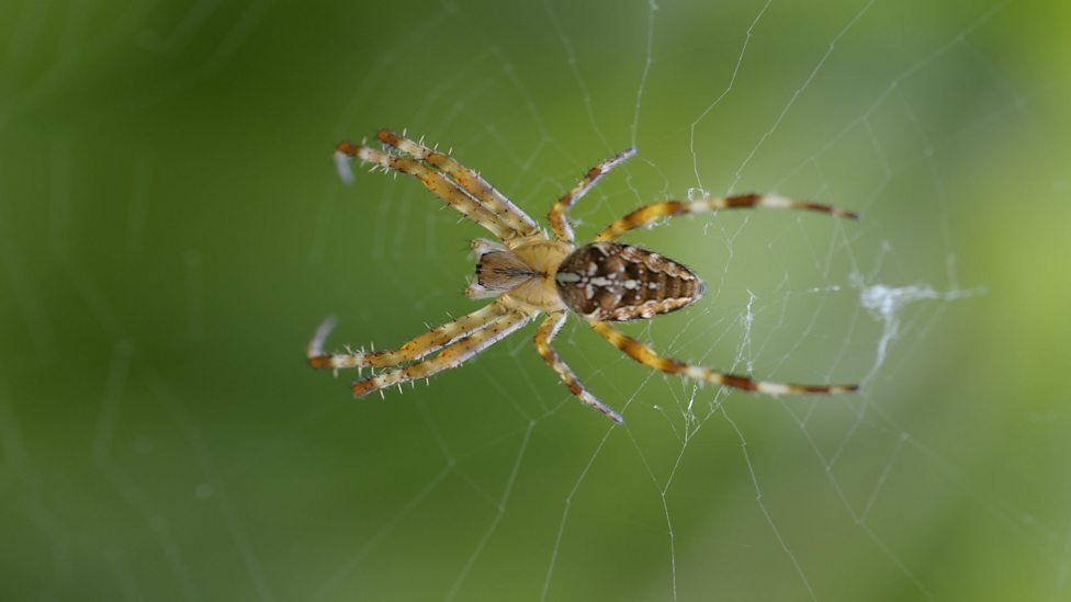 BBC Radio Ulster - Stories in Sound, The Secret Life of Spiders, Spider  Guide - Common House Spider