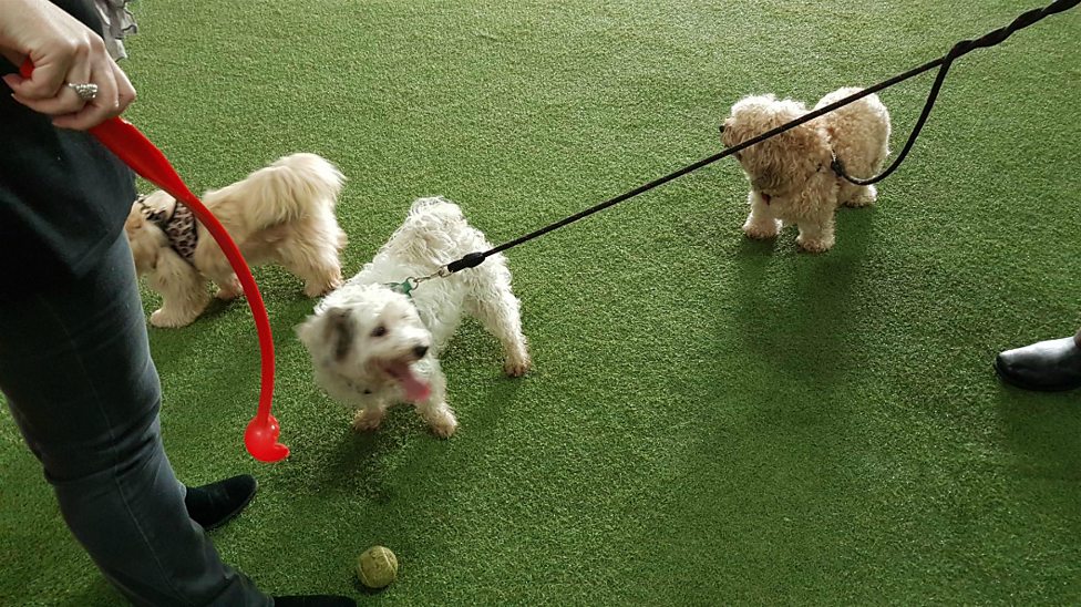 indoor dog park profitable