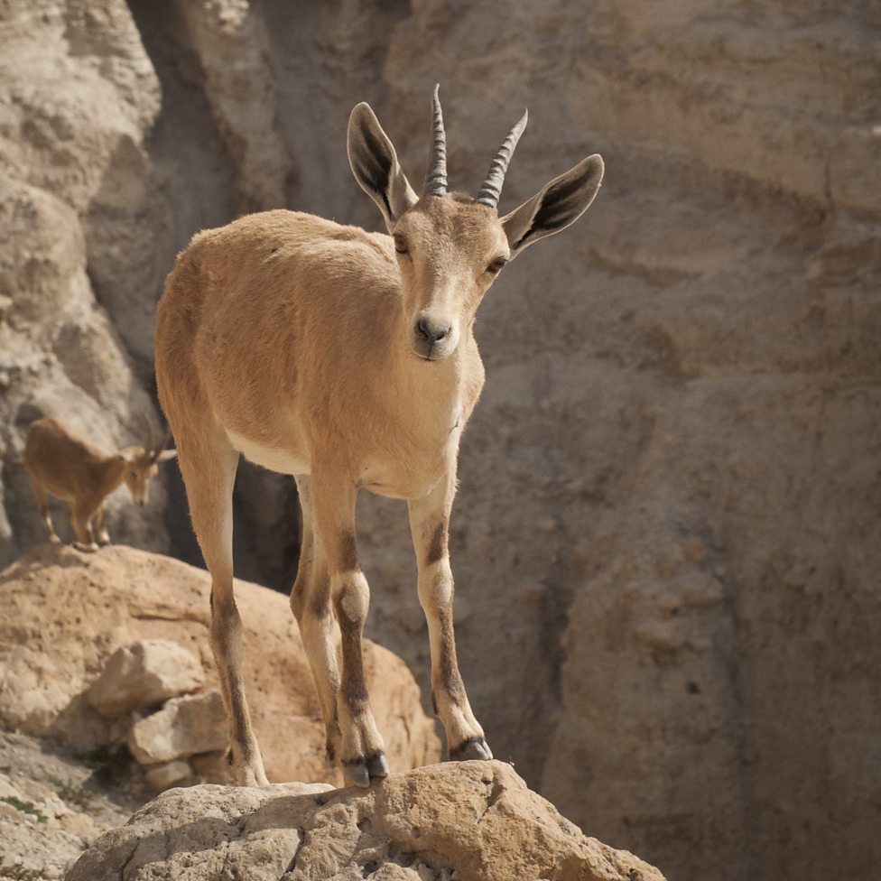 BBC One - Planet Earth II, Mountains, In pictures... - Female Nubian ibex  give birth to their young at the end of the dry season high up on steep  mountainous ledges.