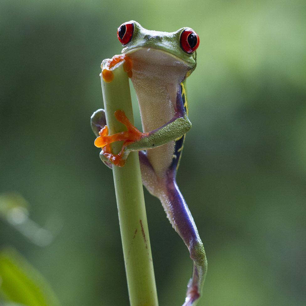 Bbc One Planet Earth Ii Jungles In Pictures Red Eyed Tree