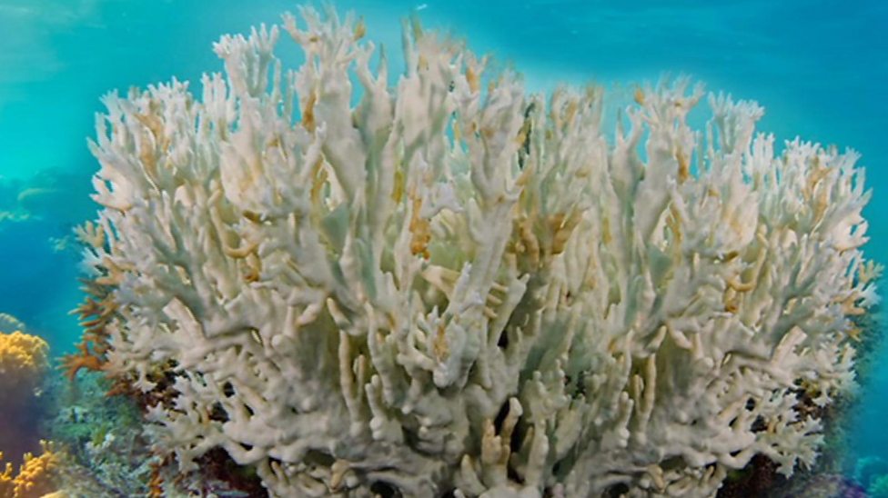 What is coral bleaching and why is it a problem? - CBBC Newsround