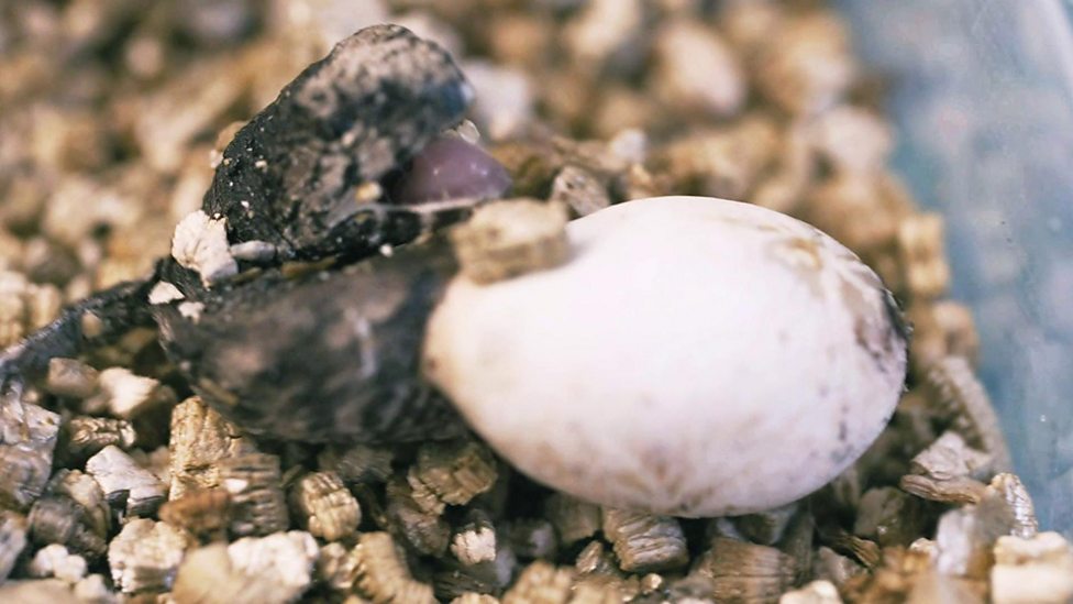 Watch a mega-rare ancient reptile hatch