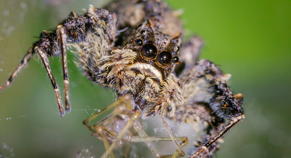 Hungry spiders eat up to 800m tonnes of insects a year!
