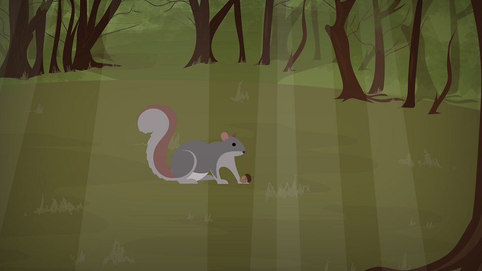 Living things and their habitats KS1 Science BBC Bitesize