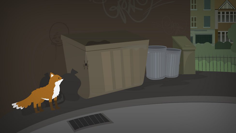 Living things and their habitats KS1 Science BBC Bitesize