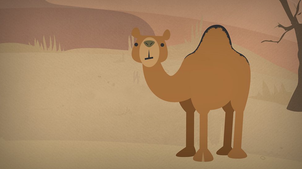 Living things and their habitats KS1 Science BBC Bitesize