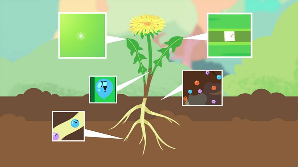 Plants KS2 The World Around Us BBC Bitesize