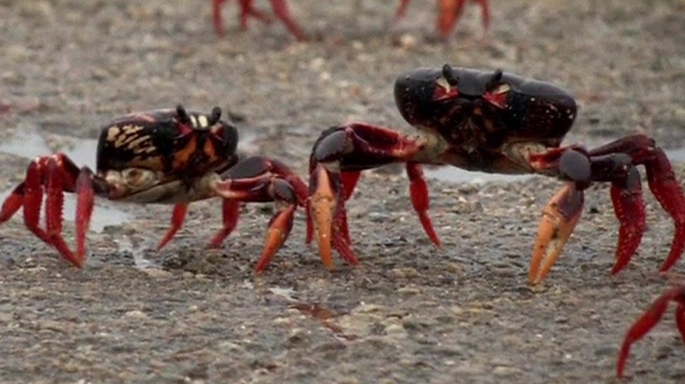 Creepy crab invasion!