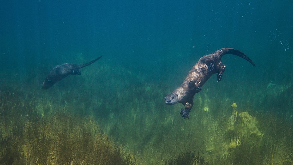 river otters underwater