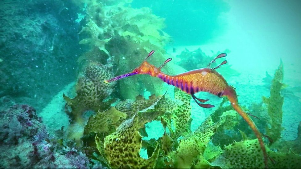 How Do You Keep Track Of A Weedy Seadragon Cbbc Newsround