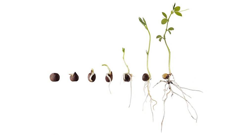Core practical Plant hormones Edexcel GCSE Biology (Single