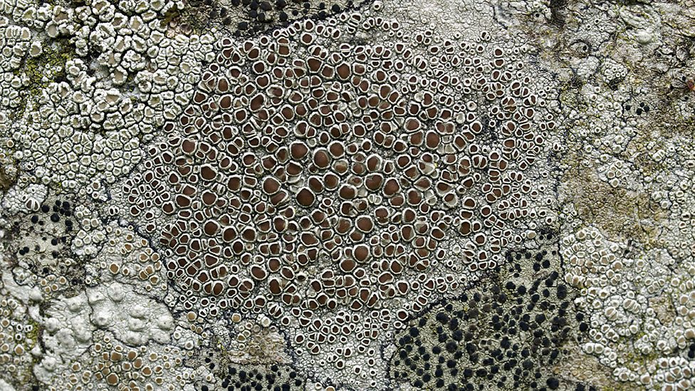 The use of indicator species Higher Natural cycles and