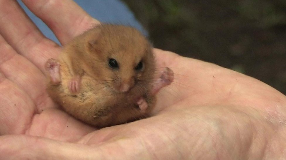 The mission to save the hazel dormouse