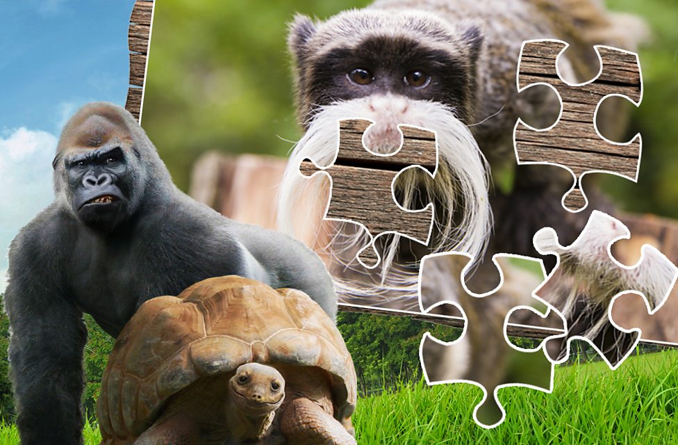 The Zoo Jigsaw