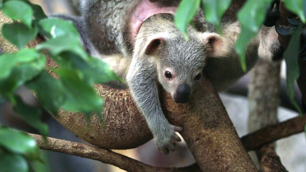 Cute Alert Check Out This Baby Koala Cbbc Newsround