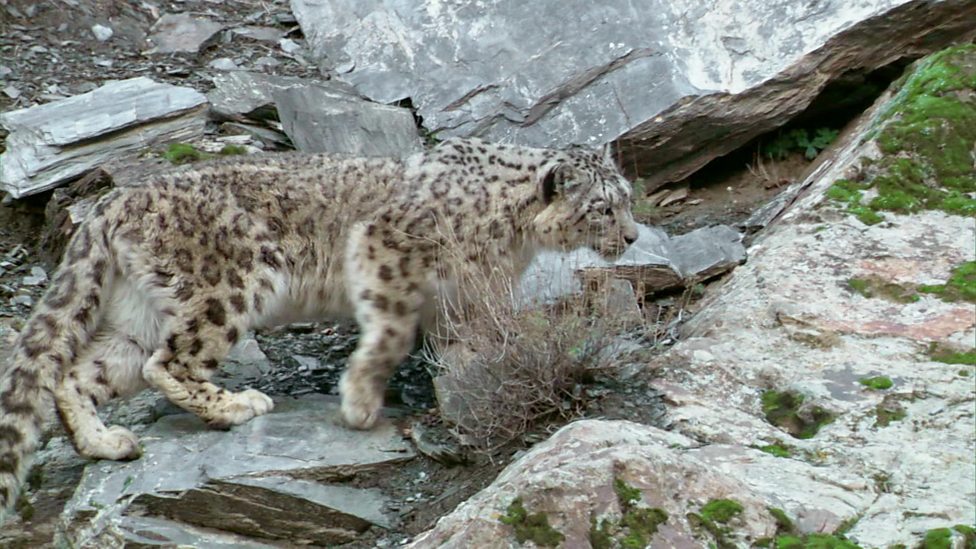 The awesome animals living on mountains - CBBC Newsround