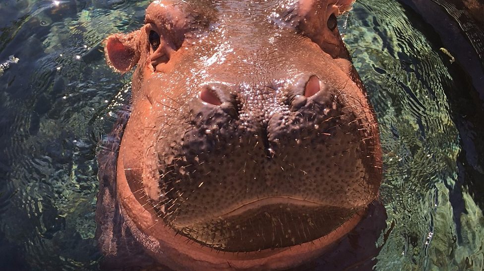 Hippo dad reunited with child CBBC Newsround