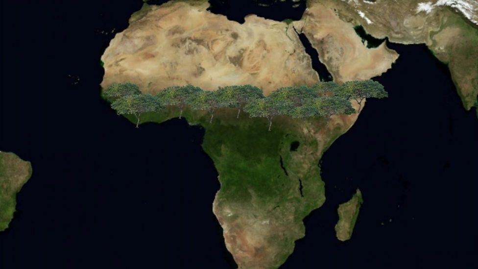 Why Is Africa Building A Giant Wall Of Trees CBBC Newsround