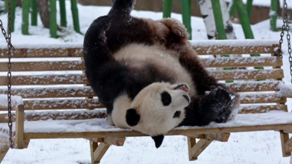 Pandas Loving The Snow Cbbc Newsround