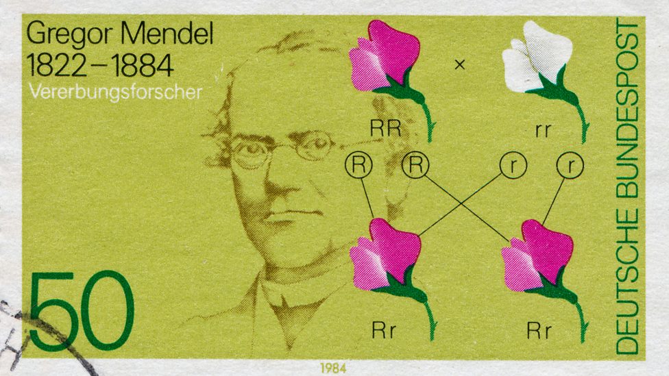 Gregor Mendel diagrams and terminology (CCEA) GCSE Biology