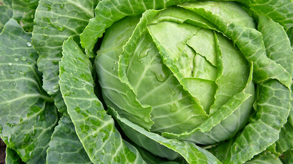 engineering engineering (CCEA) GCSE Biology (Single