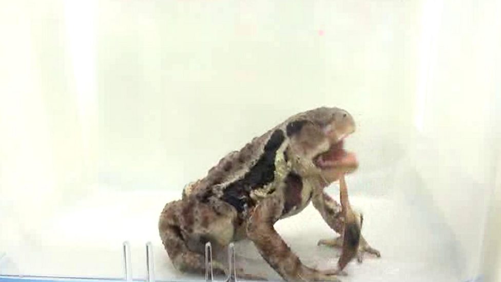 Frog snack fights back!