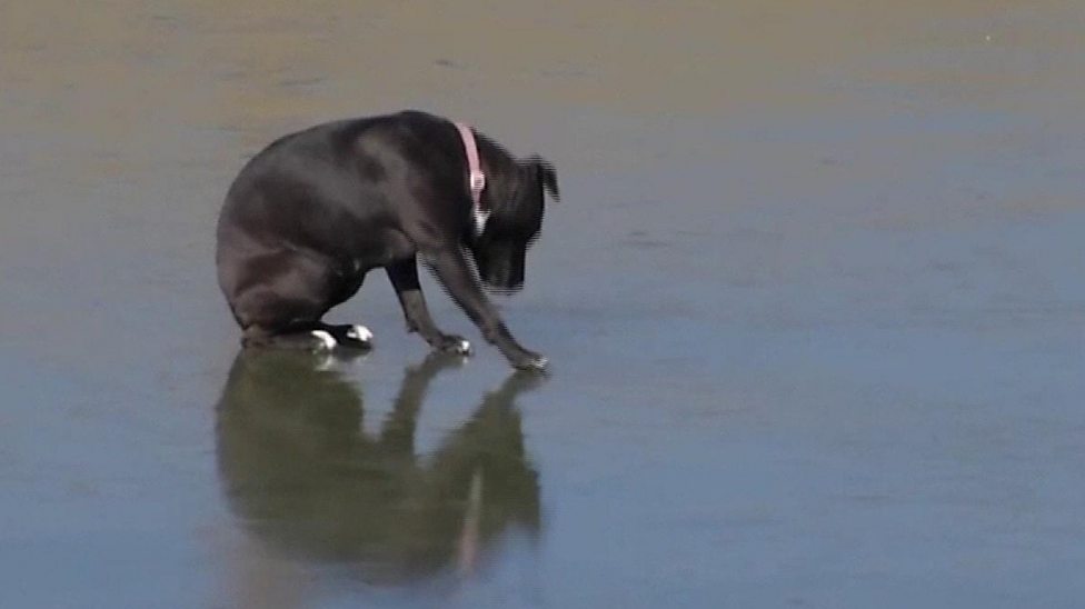 Just watch how firefighters rescue this stranded pooch!