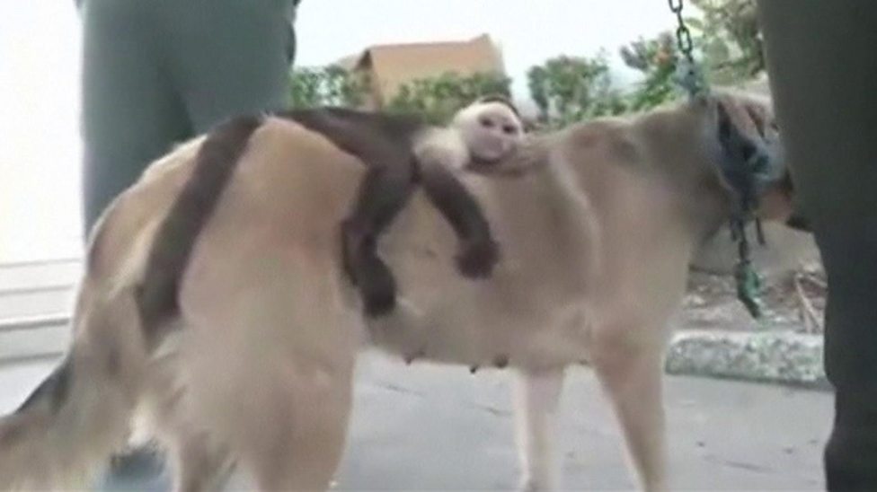 does monkey and dog get along