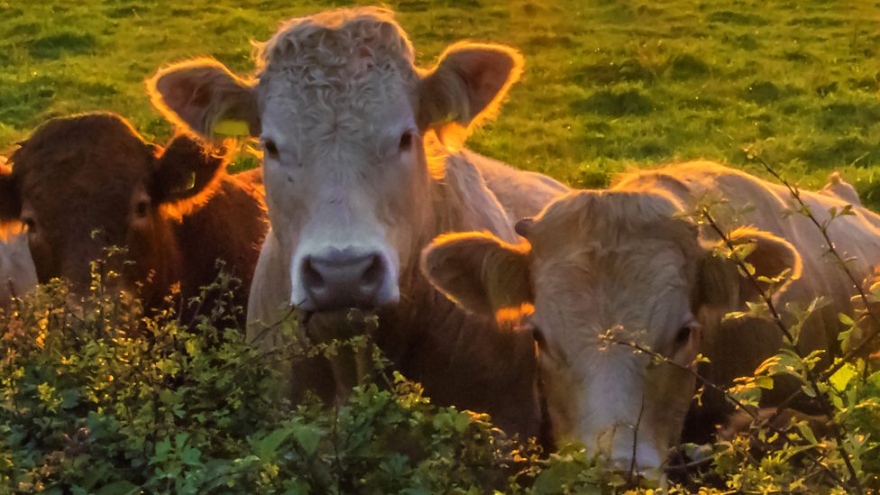 Crude oil and fuels KS3 Chemistry BBC Bitesize