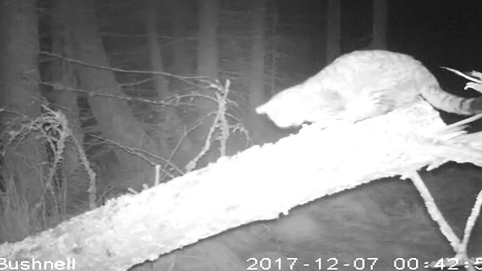 Enormous, rare wildcat caught on camera
