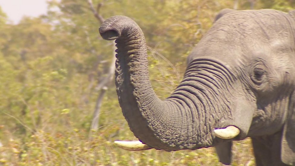 Ivory trade New ban on ivory planned to help protect elephants CBBC
