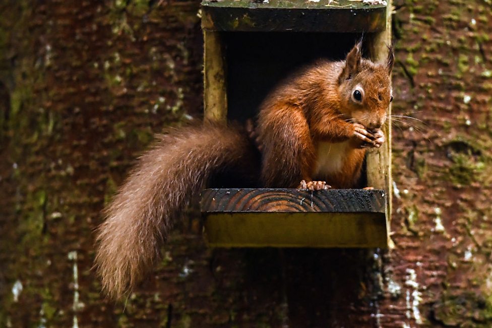 Which animal is helping the red squirrel?