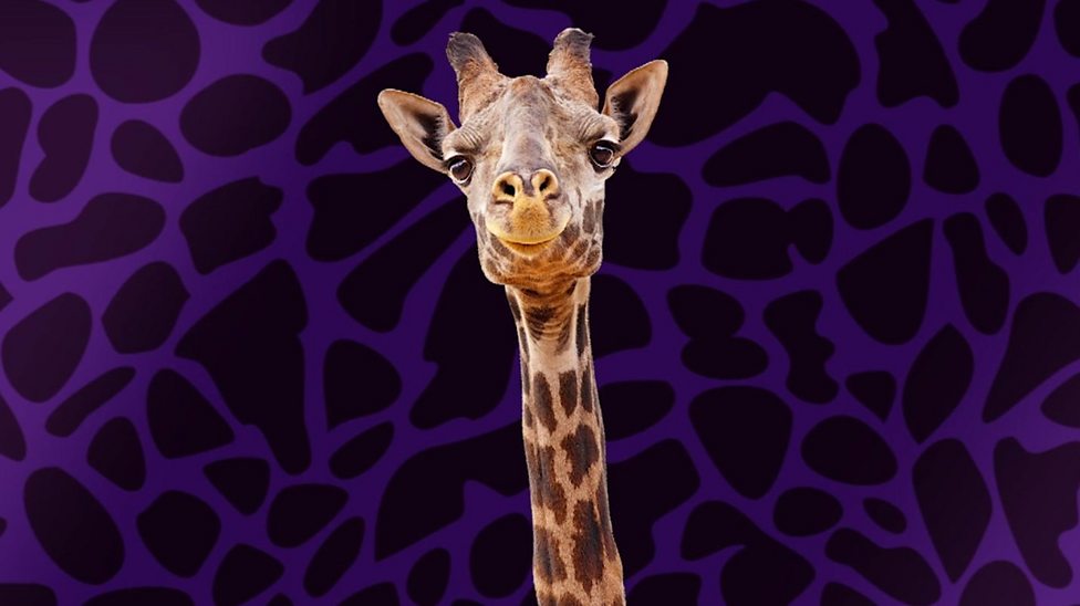 The Big Question: Why do giraffes have long necks? - CBBC Newsround