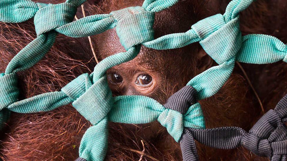 BBC Two - Natural 2018-2019, Saving Orangutan, Red Saving Orangutan