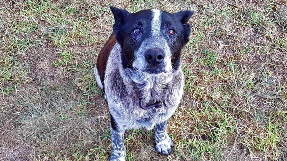 How Many Dogs Can You Own In Queensland