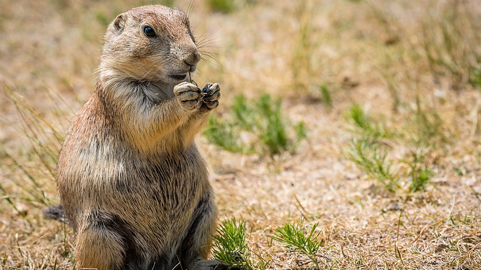 how do prairie dogs defend themselves