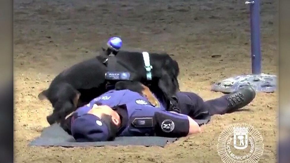 how do you perform cpr on a dog