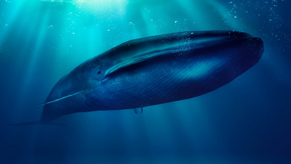 How sound pollution changed how whales and dolphins live